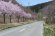 水仙ロード手入れ作業（中津川地区）：画像